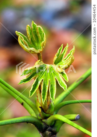 Young leaves Young leaves 10464454