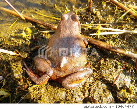 The back of the waterfrog racket 10464477