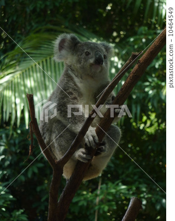 Koala Koala 10464549