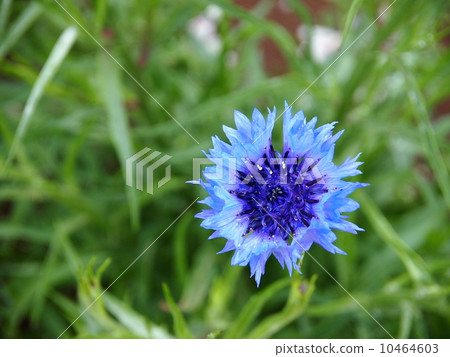 bloom, blossom, blossoms 10464603