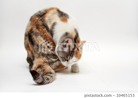 Mike cat Mike cat 10465153