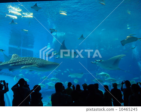 美麗海水族館 10465245