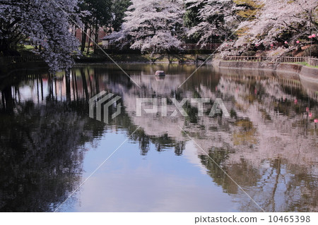 Cherry blossoms in Zushida Hachimangu Shrine 10465398