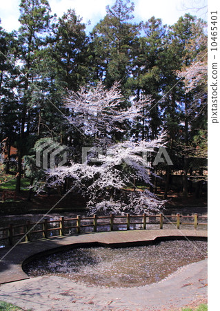 Cherry blossoms in Zushida Hachimangu Shrine Cherry blossoms in Zushida Hachimangu Shrine 10465401