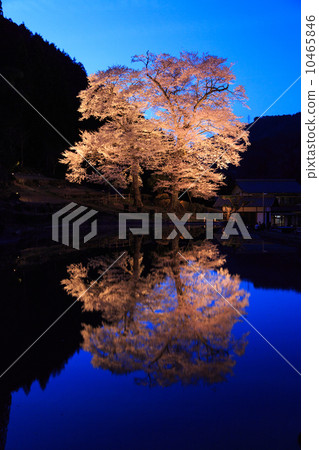 Sakura Matsura 10465846