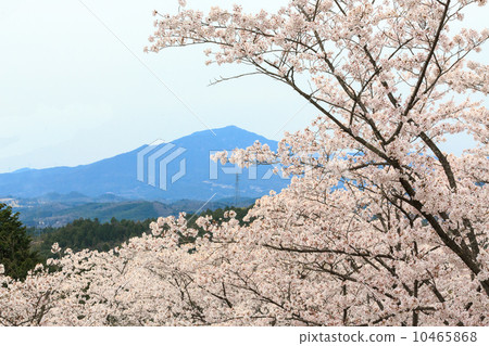 Kasakiyama and Sakura Kasakiyama and Sakura 10465868