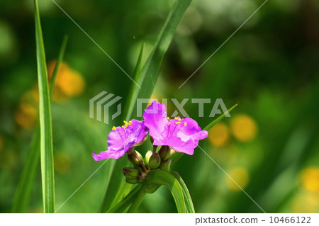 April Flower Murasaki Yukusa · Tsutsugusae 30 10466122