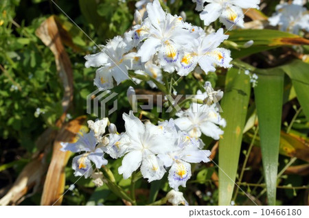 Shaga的花朵 Shaga的花朵 10466180