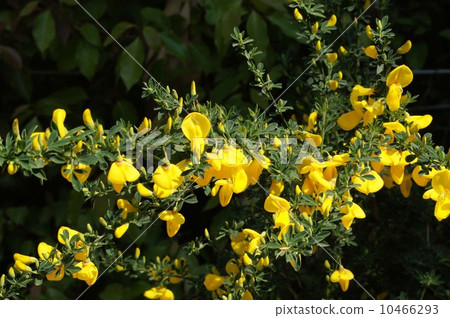 Enishida黃色花 10466293