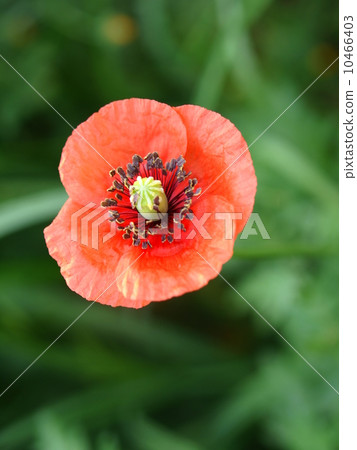 Orange poppy flower (close up vertical position) 10466403