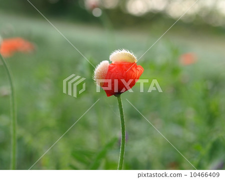 Orange poppy flower (close-up horizontal position) 10466409