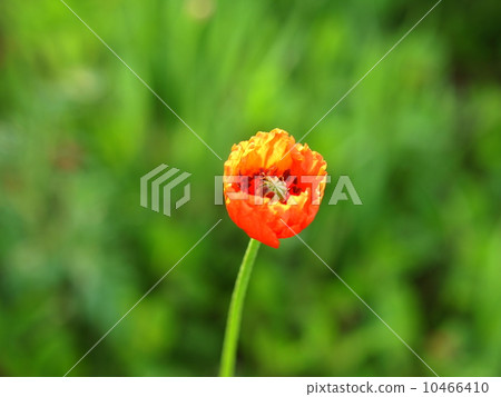 Orange poppy flower (close-up horizontal position) Orange poppy flower (close-up horizontal position) 10466410