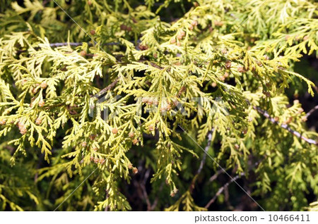 “Filiya Aurea”帶水果 “Filiya Aurea”帶水果 10466411