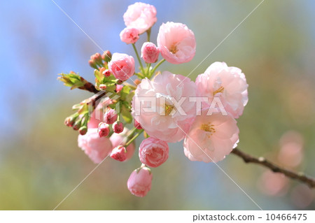 雙櫻花 10466475