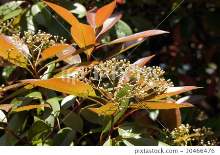 Kanaimame mochi的竹子 Kanaimame mochi的竹子 10466476