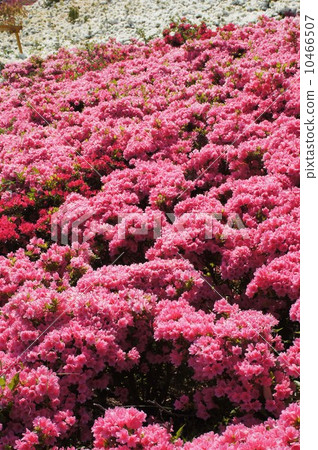 霧島杜鵑花 10466507