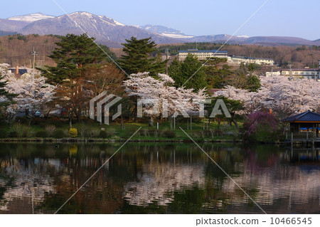 Cherry Blossoms Cherry Blossoms 10466545