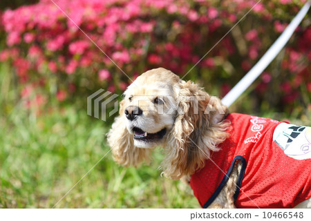 American Cocker Spaniel American Cocker Spaniel 10466548