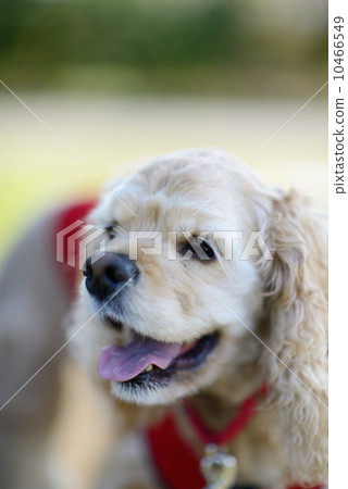 American Cocker Spaniel 10466549