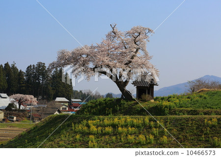 Ozawa's cherry tree Ozawa's cherry tree 10466573