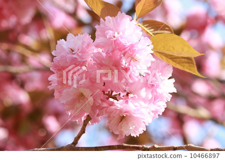 Cherry Blossoms Cherry Blossoms 10466897