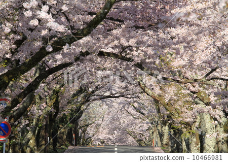 Izukogen field cherry blossom trees 10466981