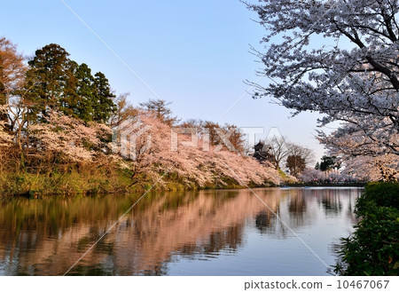 Takada castle in full bloom 10467067