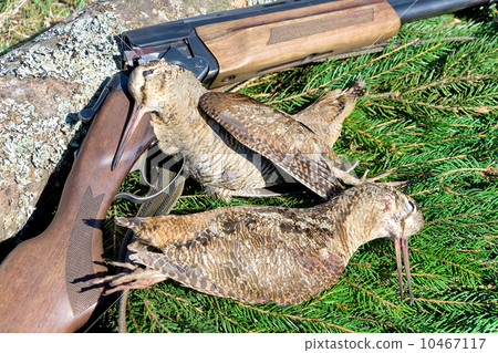 hunting trophies - woodcocks closeup 10467117