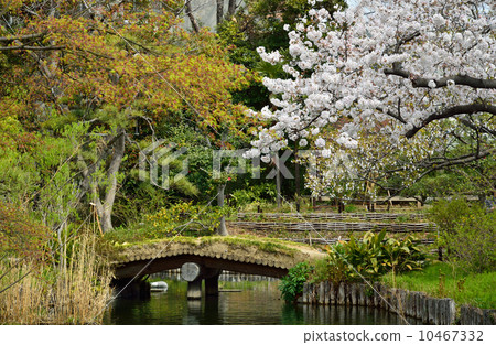 Mukojima Hyakuen-en櫻花綻放 Mukojima Hyakuen-en櫻花綻放 10467332