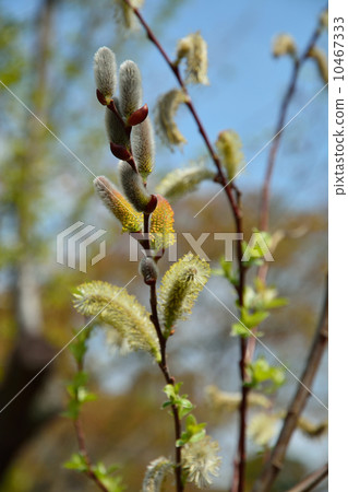 Mukojima百花園/ Frisoda楊柳柳 Mukojima百花園/ Frisoda楊柳柳 10467333