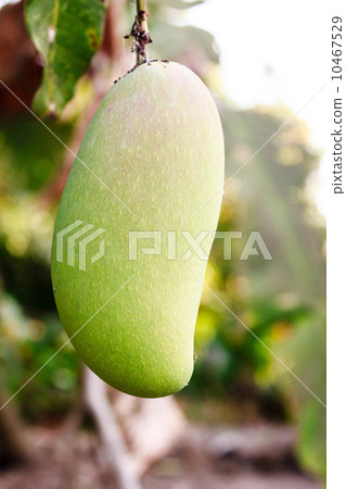 Close up of mango Close up of mango 10467529