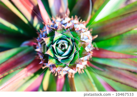 fresh tropical pineapple planting in farm fresh tropical pineapple planting in farm 10467533