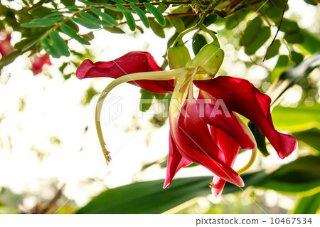 red agasta on tree red agasta on tree 10467534