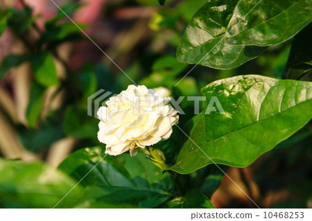 Arabian jasmine Arabian jasmine 10468253