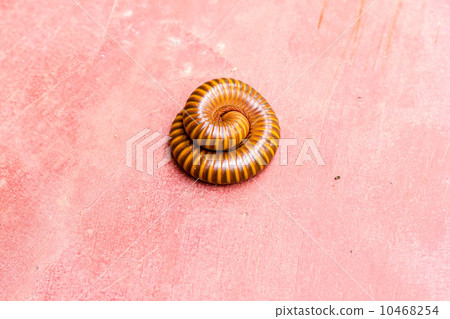 millipede in nature millipede in nature 10468254