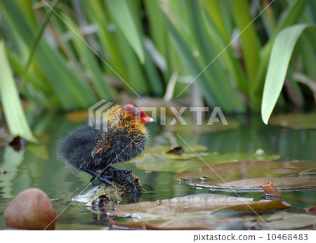 Baby eurasian coot Baby eurasian coot 10468483