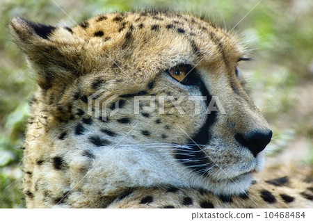 Cheetah Cheetah 10468484