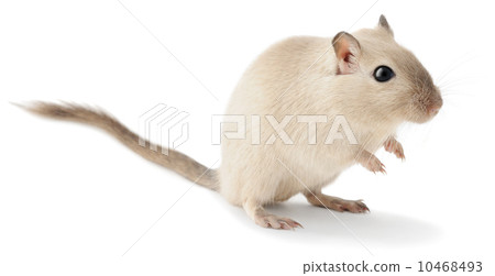 Cute little gerbil Cute little gerbil 10468493