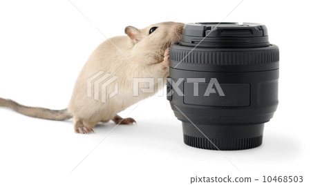 Mouse gnawing a photo lens 10468503