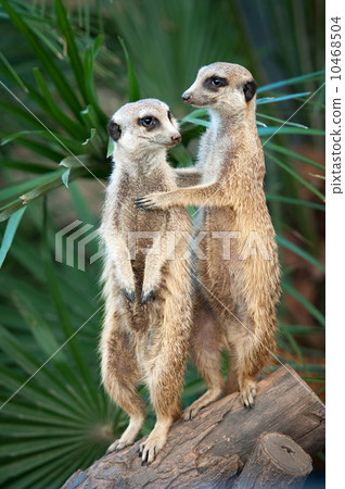 Meerkats 10468504