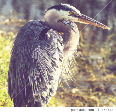Heron in Everglades 10468548