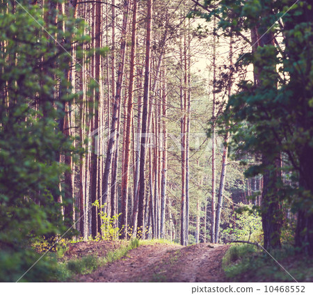 Forest 10468552