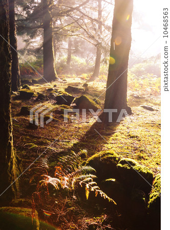 Fog in forest Fog in forest 10468563
