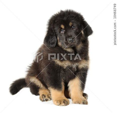 Puppy tibetan mastiff 10468749