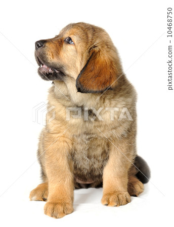 Puppy tibetan mastiff Puppy tibetan mastiff 10468750