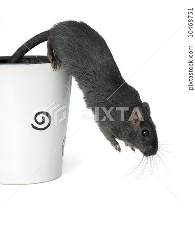 Gerbil jumping from a cup Gerbil jumping from a cup 10468751