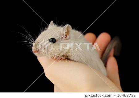 Cute pet mouse Cute pet mouse 10468752