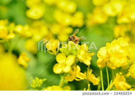 Rape blossoms and bees Rape blossoms and bees 10468854