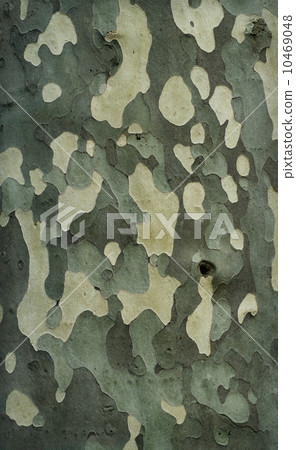 Platan tree bark texture Platan tree bark texture 10469048