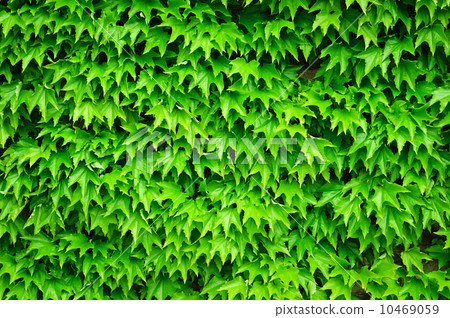 Wild grape leaves background Wild grape leaves background 10469059